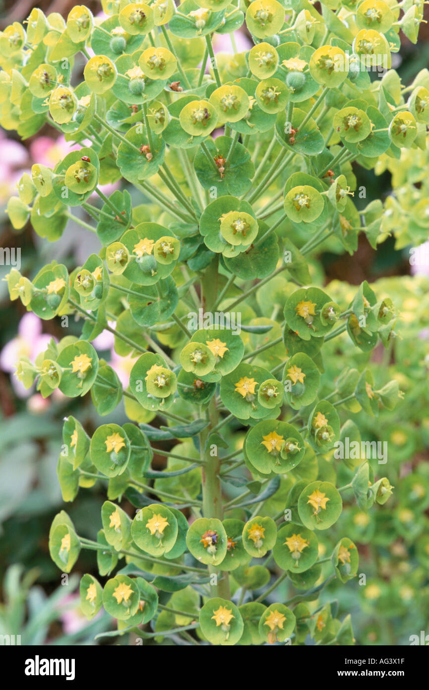 Euphorbia Humpty Dumpty Stockfoto