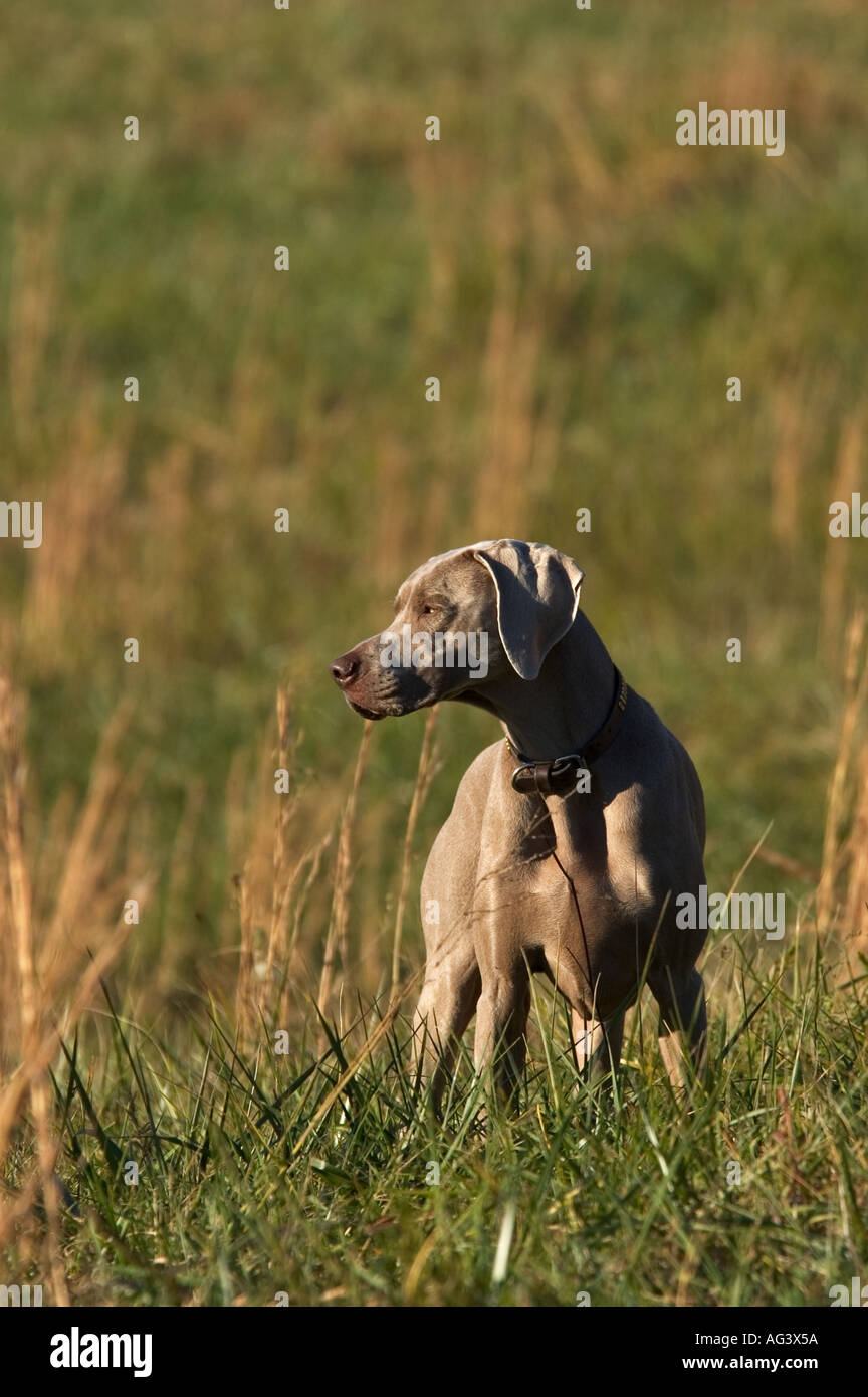 Weimaraner auf Punkt Weimaraner Club Hunt Test Boiling Springs Kentucky Stockfoto