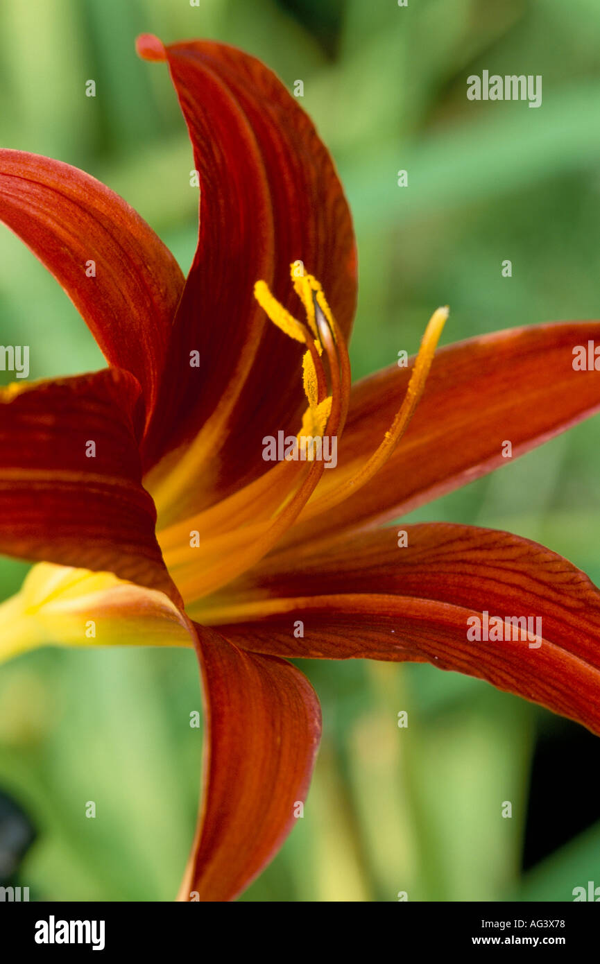 Hemerocallis roten Zwerg Stockfoto