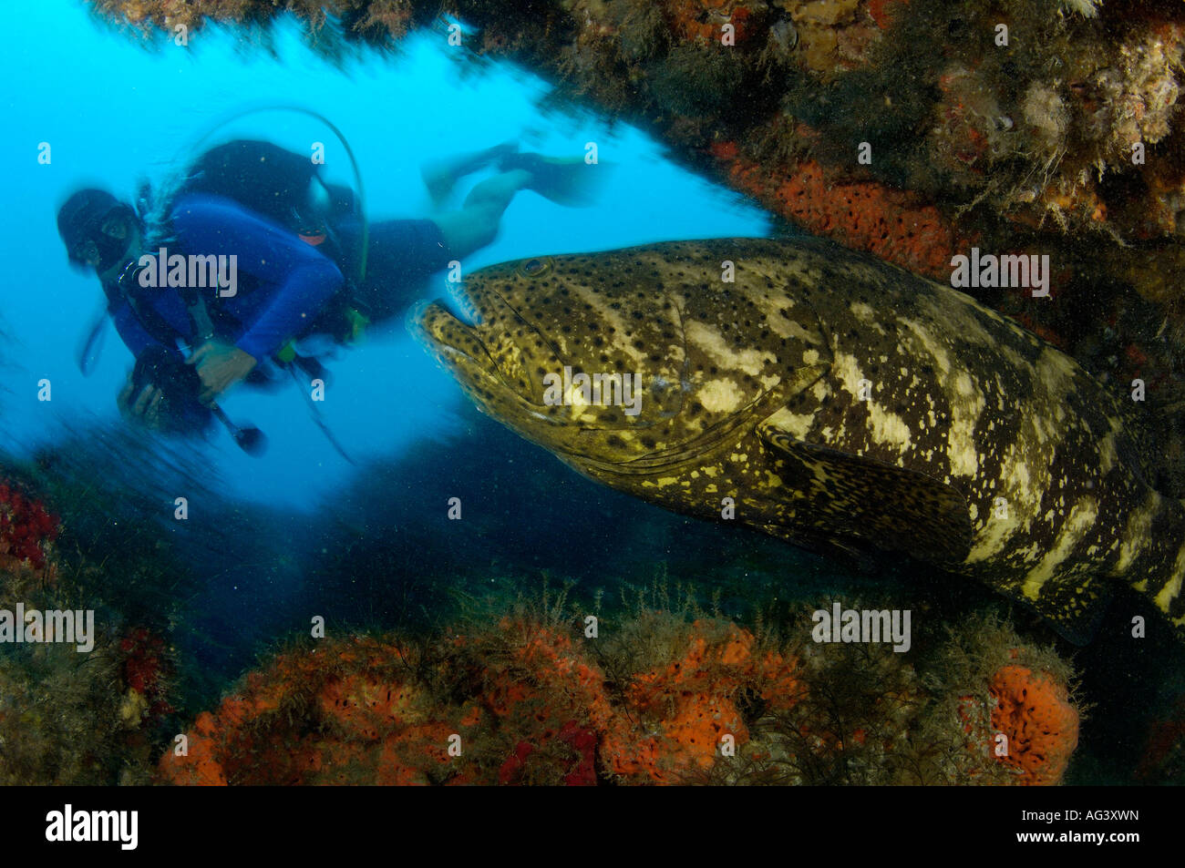 Taucher und Goliath Grouper (Epinephelus Itajara) eine vom Aussterben bedrohte und geschützte Arten in Juno Beach, FL. Stockfoto