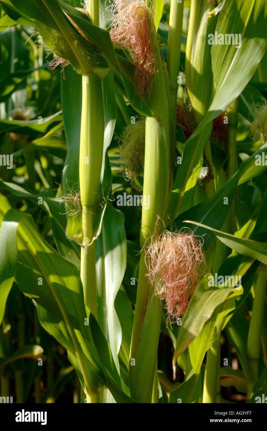 Maisfeld Cheshire UK Stockfoto