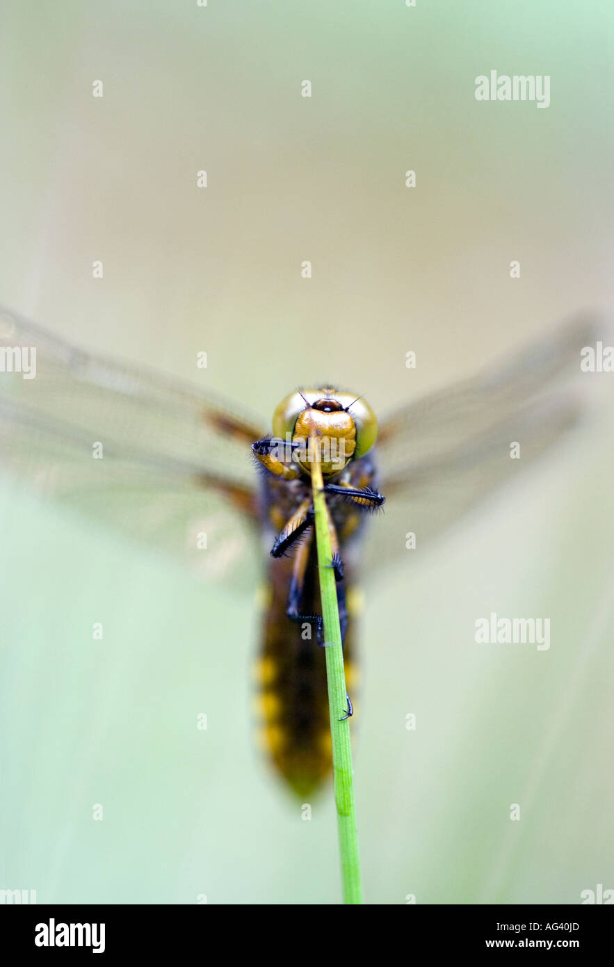 Libellula Depressa. Breiter Körper Chaser Libelle ruht auf Sumpfgras. UK Stockfoto