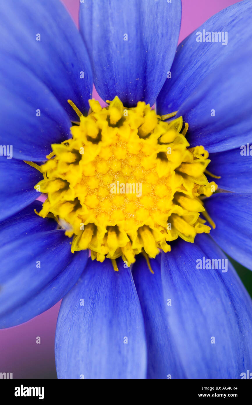 Felicia blau. Blaues Gänseblümchen, Blue Marguerite "Cape Town Blue" Blume vor einem rosa Hintergrund Stockfoto
