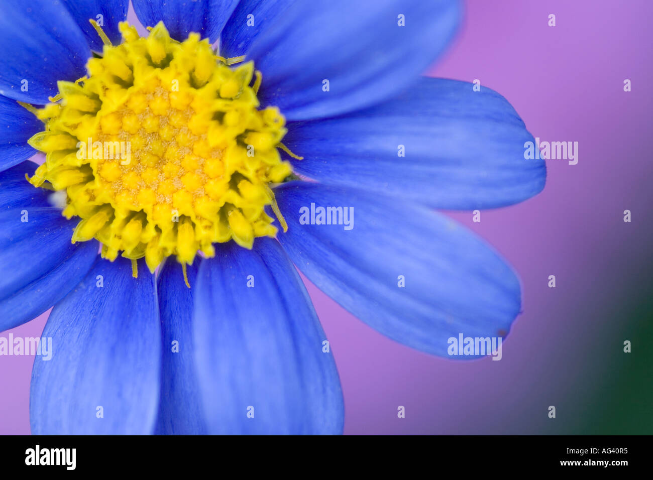 Nahaufnahme einer blauen Felicia Daisy Blume vor einem rosa Hintergrund Stockfoto