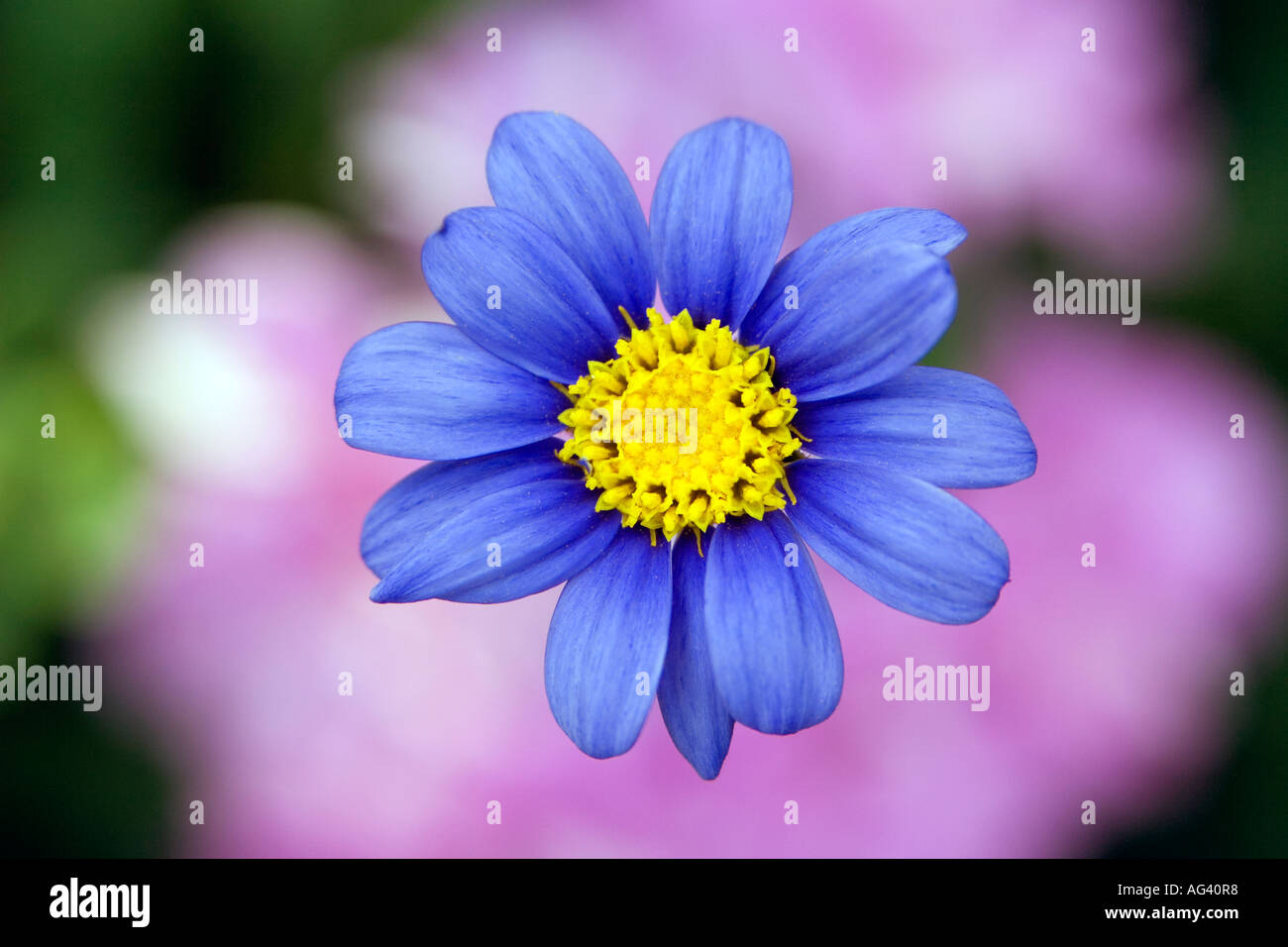Felicia blau. Blaues Gänseblümchen, Blue Marguerite "Cape Town Blue" Blume vor einem rosa Hintergrund Stockfoto