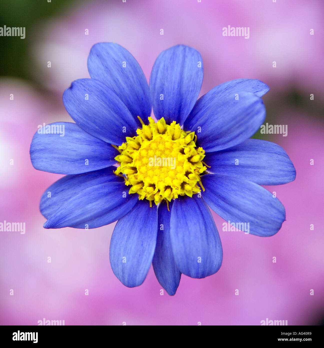 Blaue Felicia Daisy Blume vor einem rosa Hintergrund Stockfoto