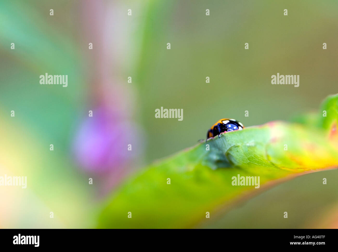 Coccinella Magnifica. Marienkäfer auf Blatt. Selektiven Fokus Stockfoto