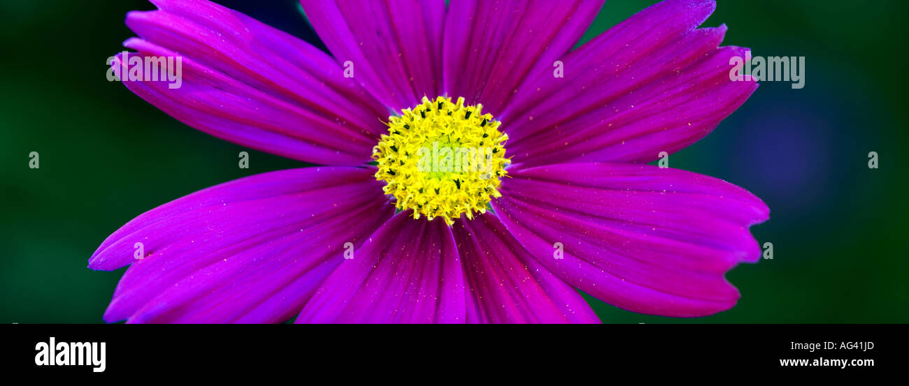 Rosa Cosmos Bipinnatus Blütenstand vor einem dunkelgrünen Hintergrund. Panorama Stockfoto