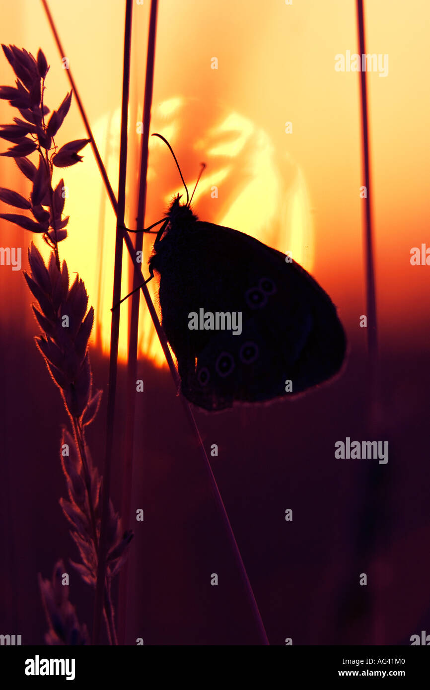 Ringel-Schmetterling Silhouette Profil in den Rasen gegen Sommer Sonnenuntergang Stockfoto