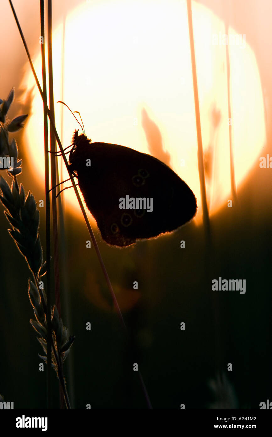 Ringel-Schmetterling Silhouette Profil in den Rasen gegen Sommer Sonnenuntergang Stockfoto