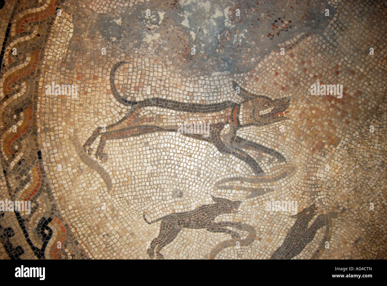 Jagd-Hunde-Mosaik, Britanniens Museum, Parkstraße, Cirencester, Gloucestershire, England, Vereinigtes Königreich Stockfoto
