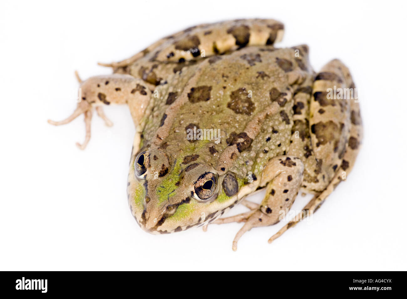 Iberische grünen Frosch Arten Rana perezi Stockfoto