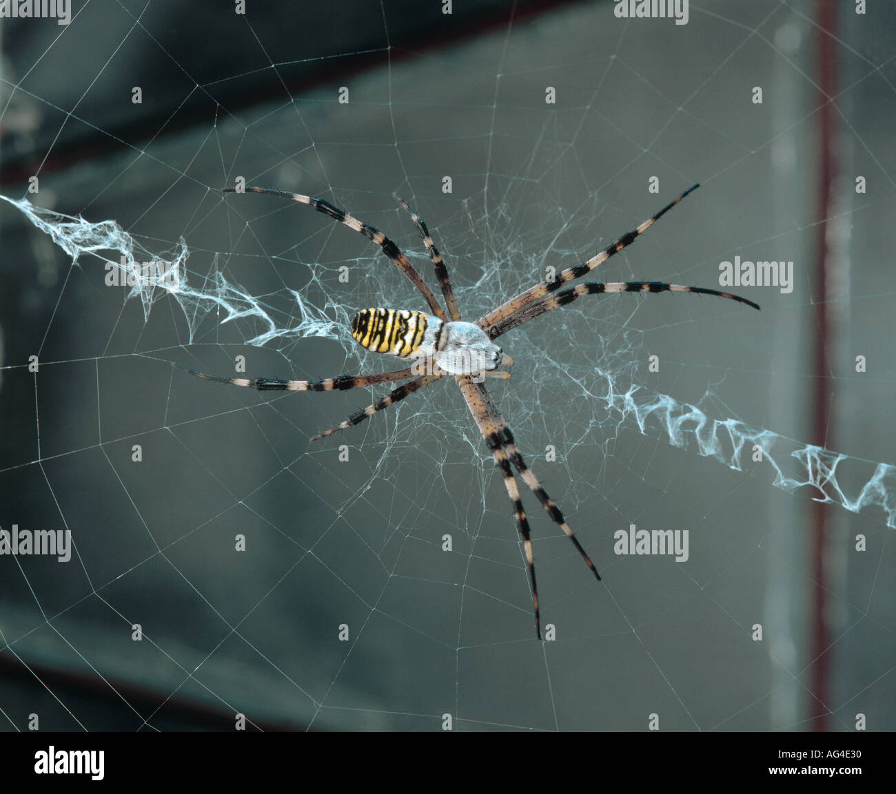 Argiope Bruennichi Wasp Spinne im Netz Stockfoto
