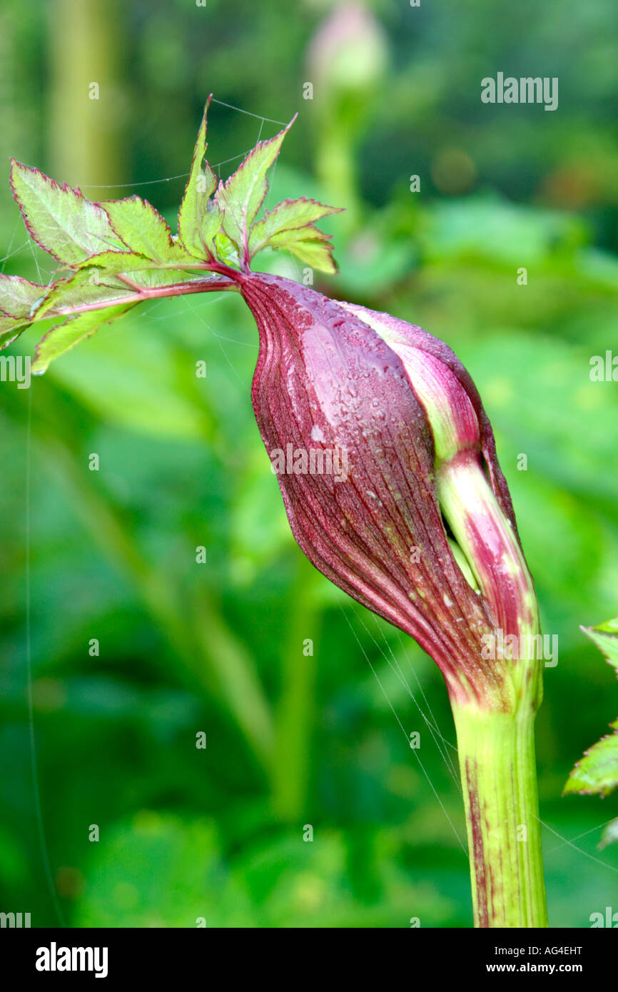 DIE MUSKULÖSEN BLÜTENKNOSPEN VON ANGELICA GIGAS Stockfoto