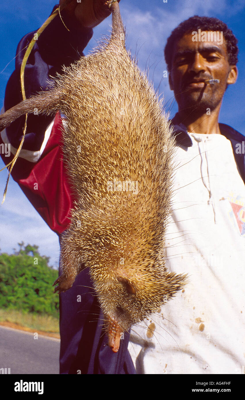 Madagassische Tenreks - wie eine langbeinige Igel. Stockfoto