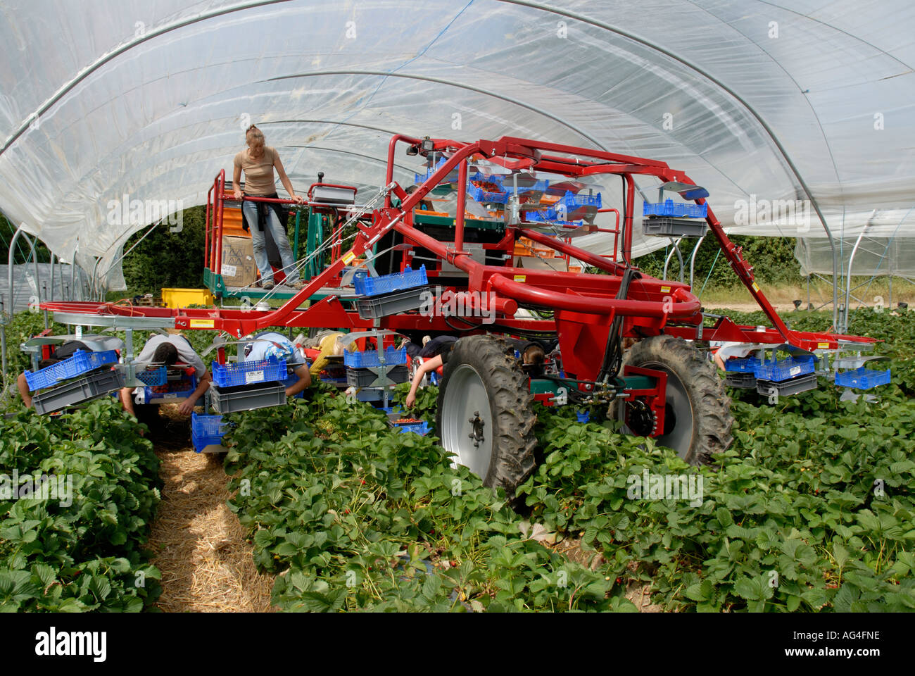 Erdbeeren pflücken Maschine mit ausländischen Arbeiter ernten im Folientunnel in der Nähe von Merriworth Tonbridge Kent England UK Großbritannien Eur Stockfoto