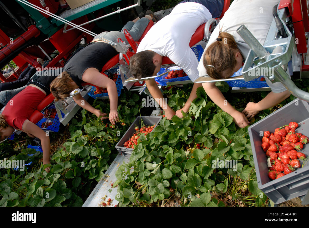 Erdbeeren pflücken Maschine mit ausländischen Arbeiter ernten im Folientunnel in der Nähe von Merriworth Tonbridge Kent England UK Großbritannien Eur Stockfoto