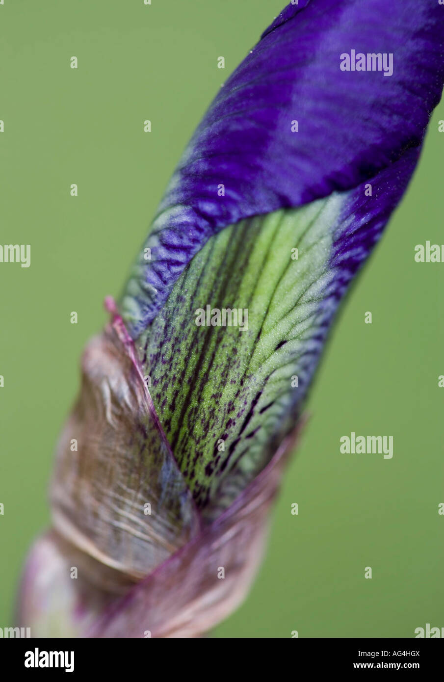 Nahaufnahme der violette Iris Knospe vor einem grünen Hintergrund Stockfoto