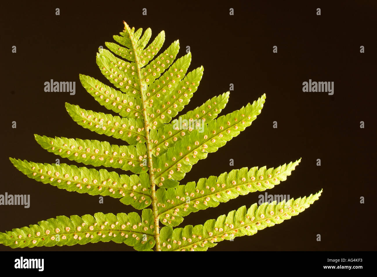umtopfen gummibaum Gummibaum Robusta - Ficus elastica Robusta
