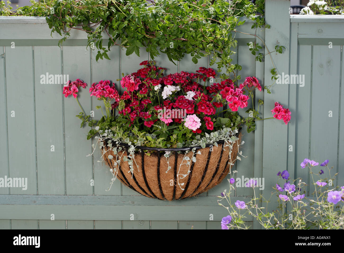 Wand oder Zaun Blumenampel mit Geranien Stockfoto