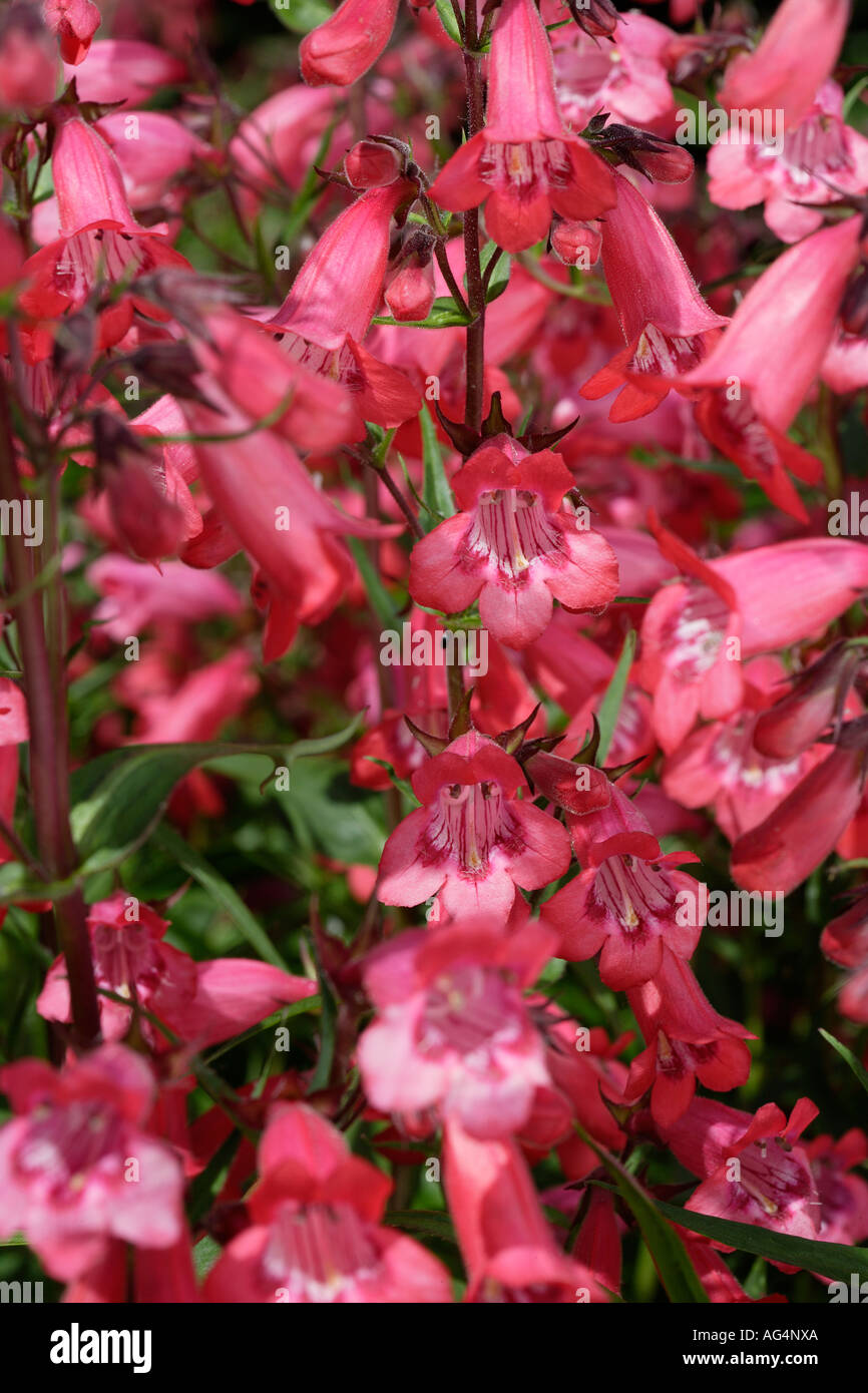Rote Blumen Stockfoto