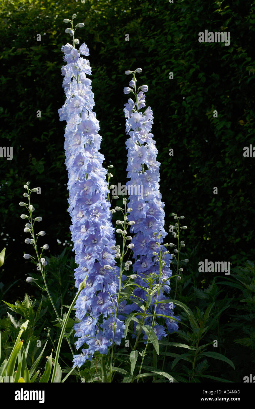 Blauen Blüten der Stockrose Stockfoto