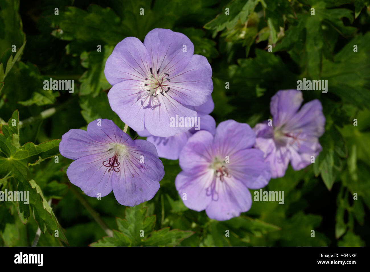 Blau lila Gartenblumen Stockfoto