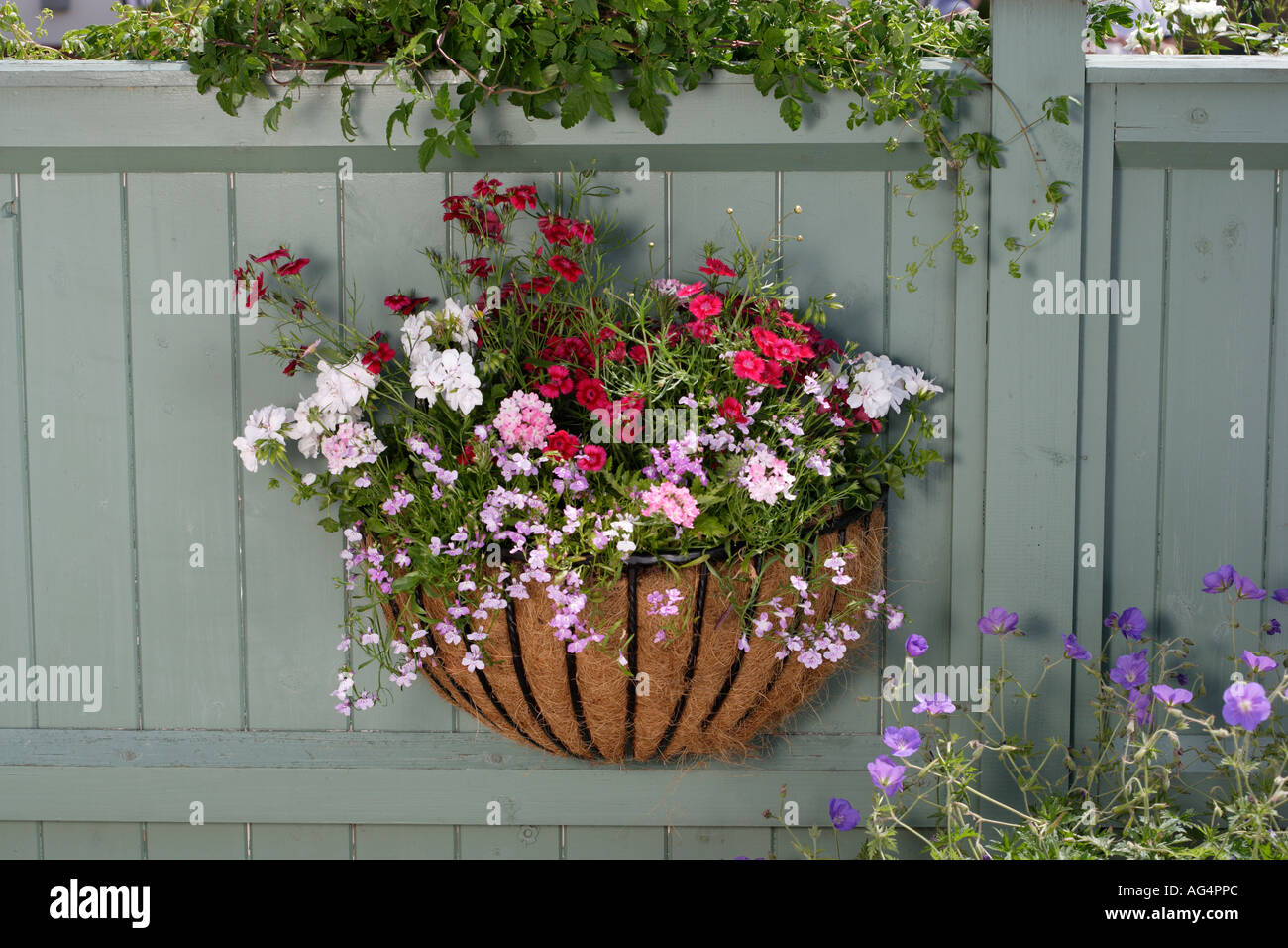 Wand oder Zaun Blumenampel mit Geranien Stockfoto