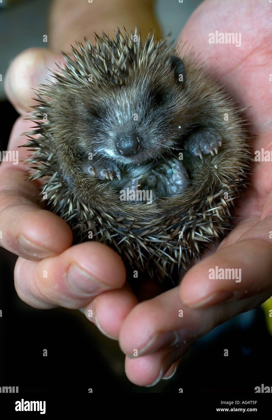 Ein Baby-Igel, die bei der Prickley Ball Igel Krankenhaus Newton Abbot Devon betreut Stockfoto