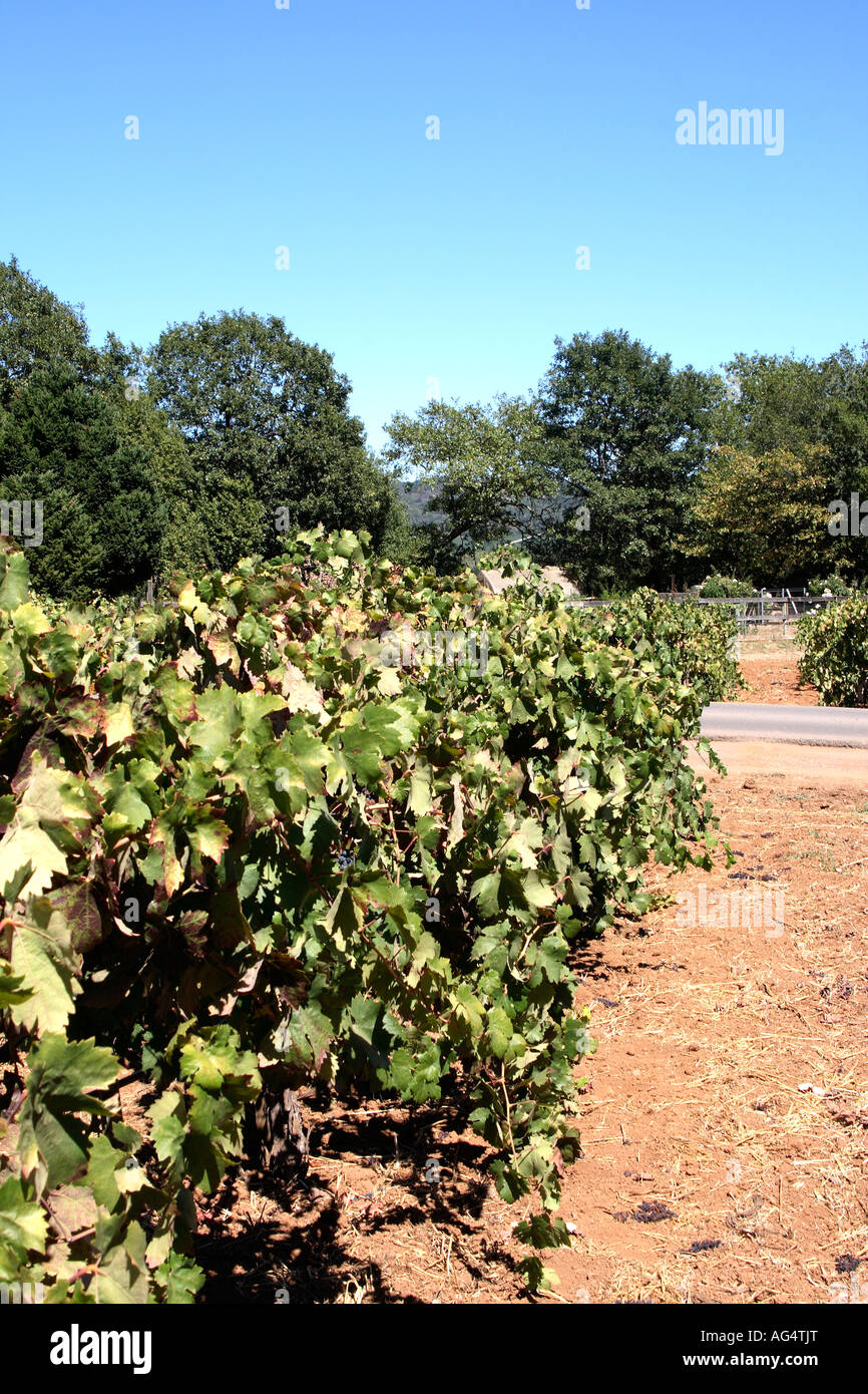 Herbst-Weinberg Feldweg und grünen Bäumen Stockfoto