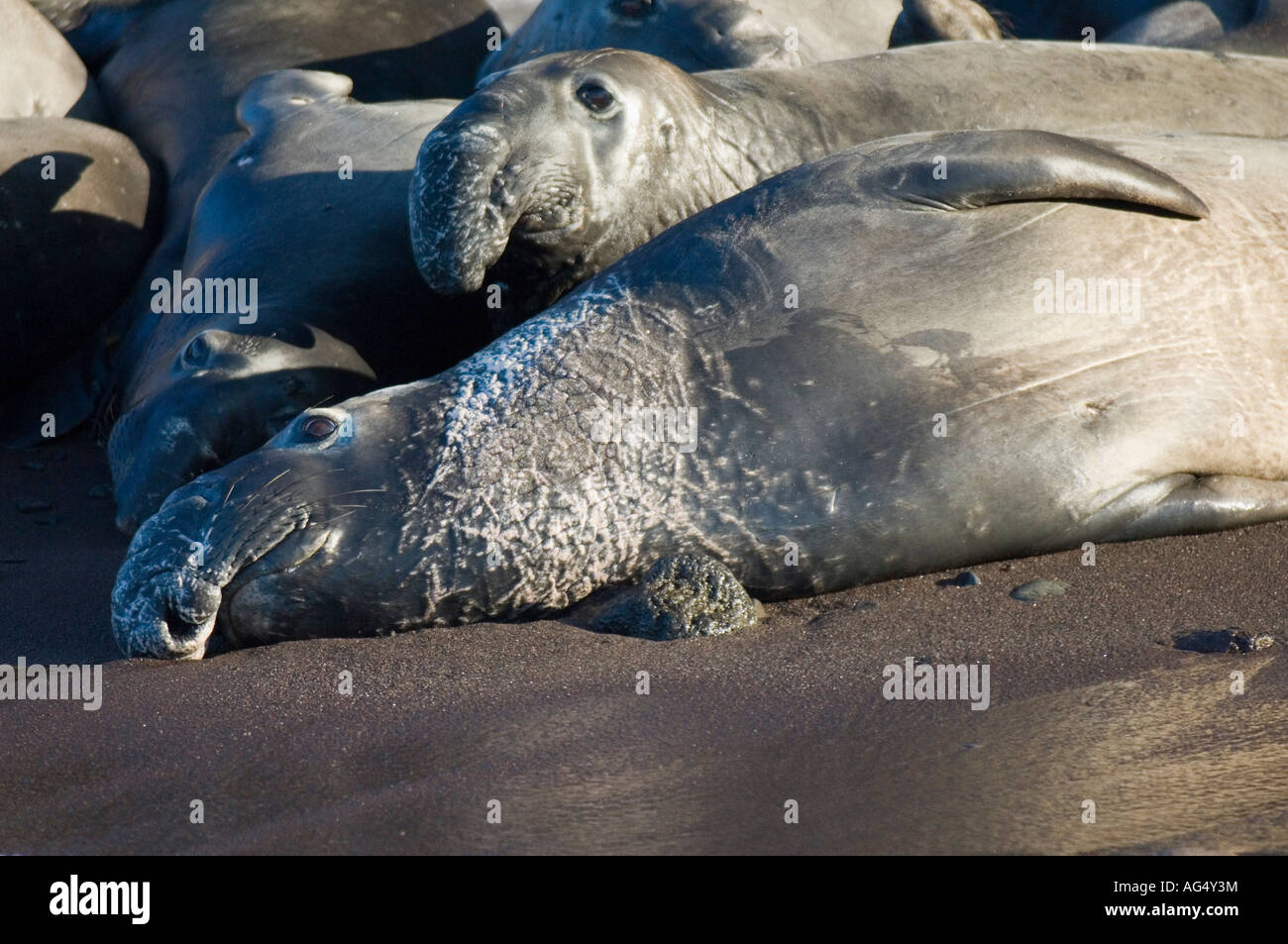 Nördlichen See-Elefanten (Mirounga Angustirostris) in Guadalupe Island, Mexiko. Stockfoto