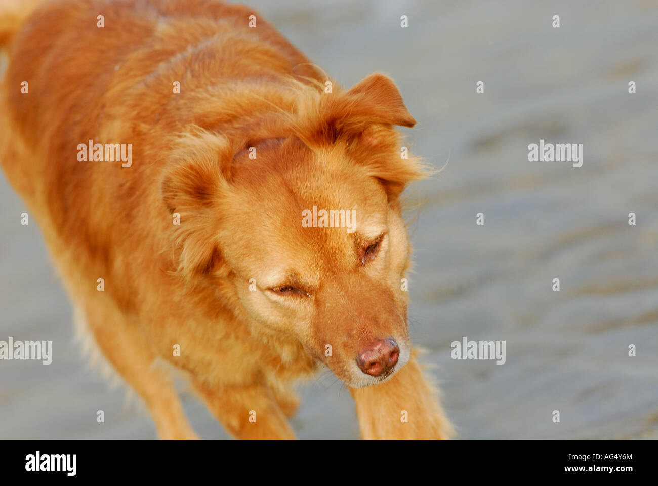Hund am Strand mit einem goldenen Fell und gesunde keuchend aus Atem Hundewiesen glänzendes Fell Gassi Stockfoto