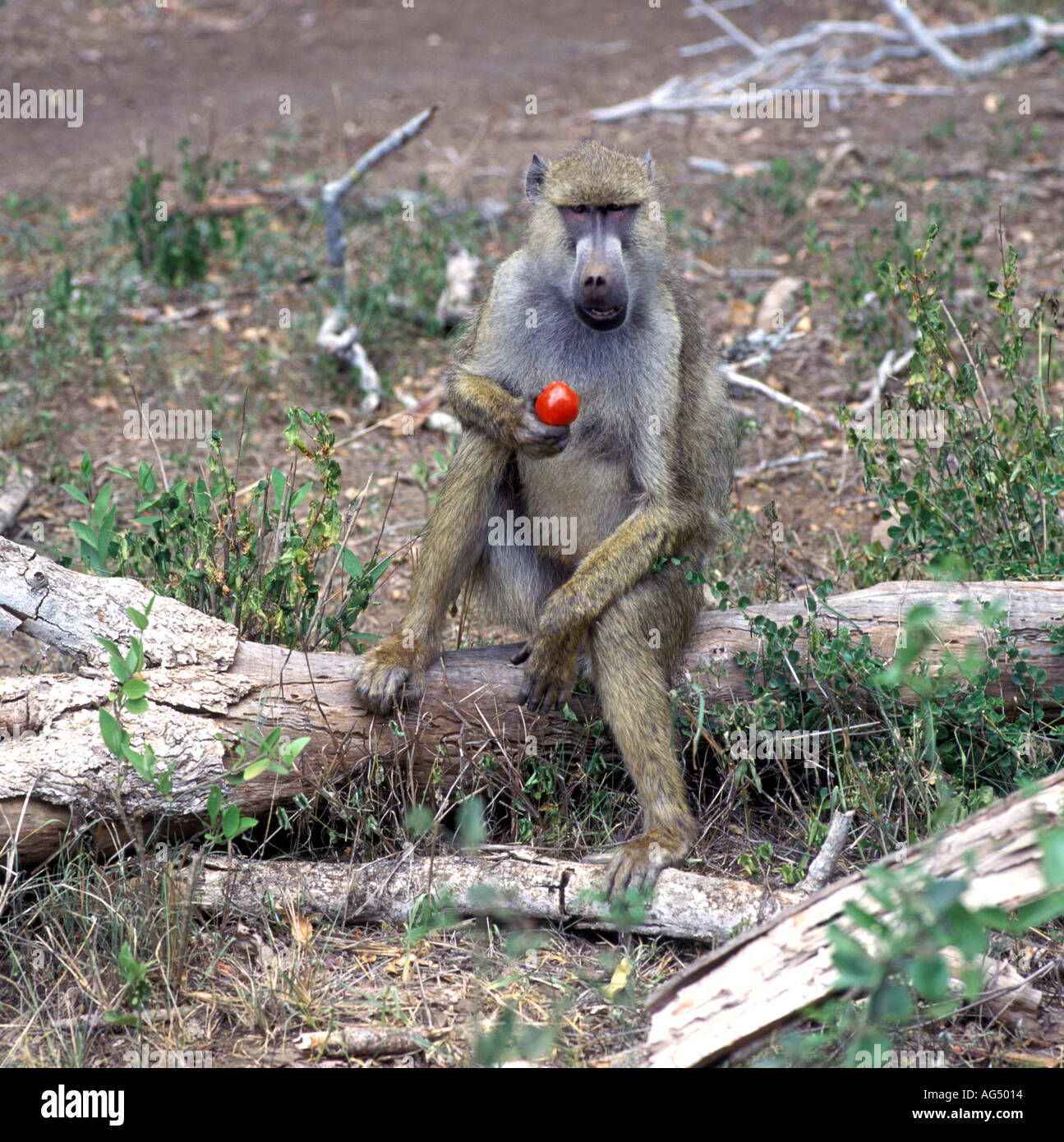 Pavian, Essen einen Apfel in einem Wildpark in Kenia Afrika Stockfoto