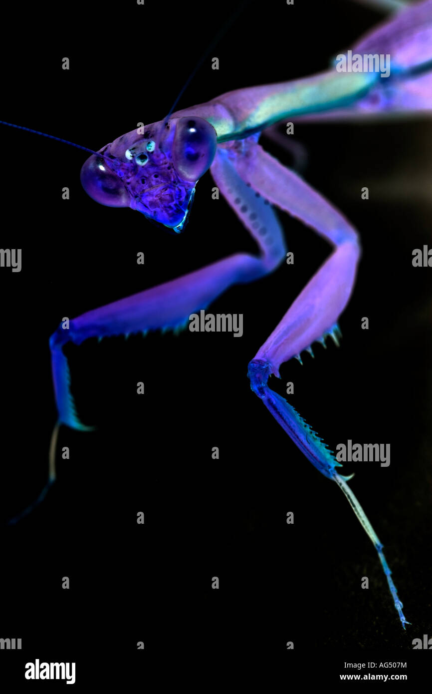 betender Mantis, digitale Retusche Stockfoto