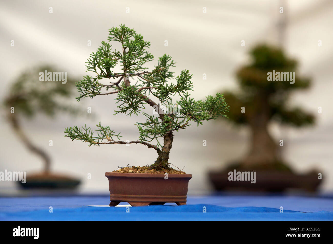 Bonsai Tree Stockfotos und bilder Kaufen Alamy