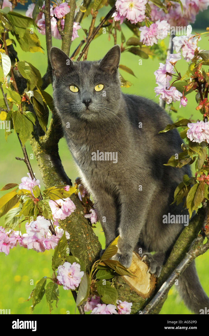 Kartäuser Katze auf Baum Stockfoto