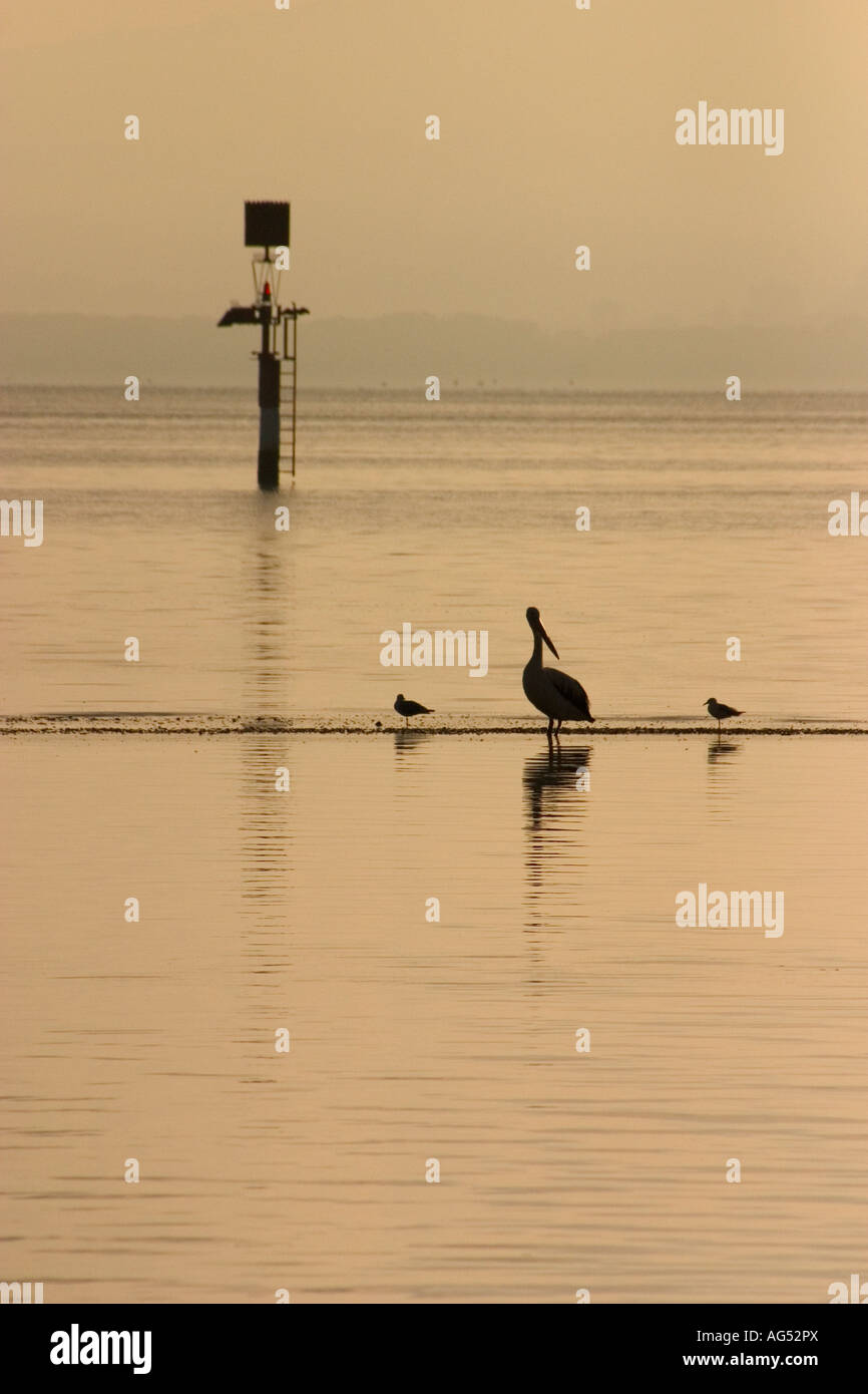 Pelikane und Möwen in der Abenddämmerung Stockfoto