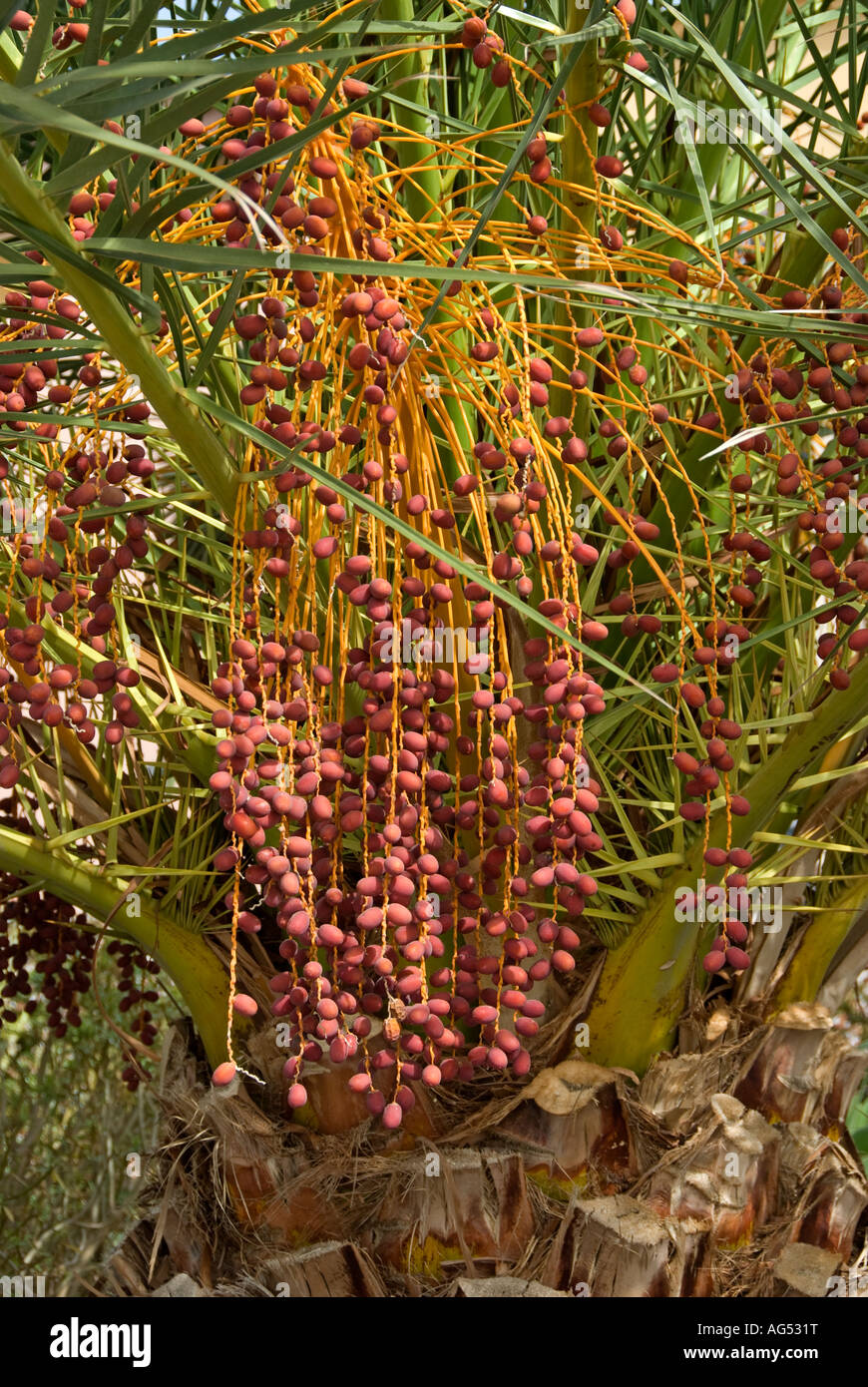 Kanarische Dattelpalme (Phoenix Canariensis Stockfotografie Alamy