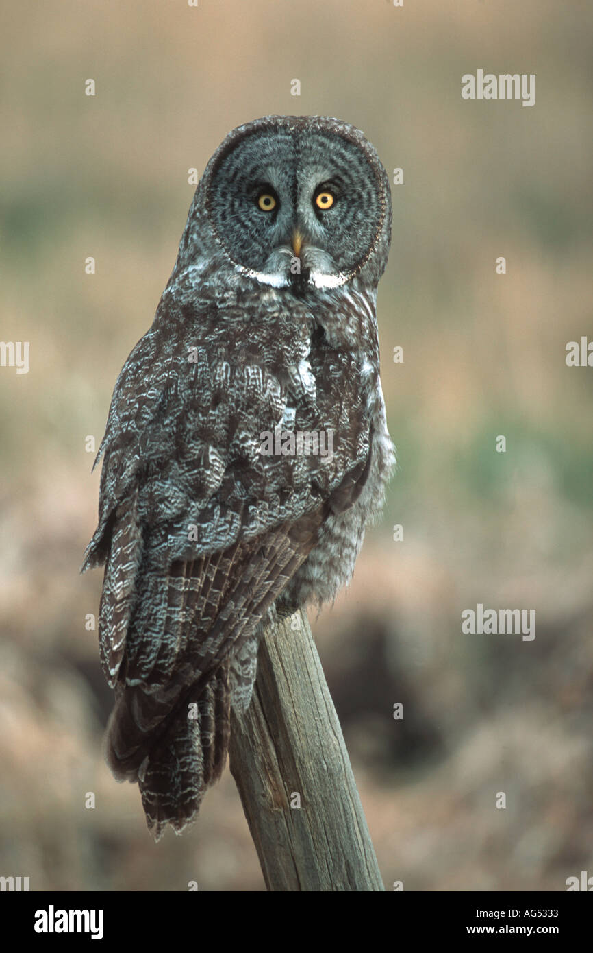 Große graue Eule Strix Nebulosa gehockt Zaun Pfosten, Alberta, Kanada Stockfoto