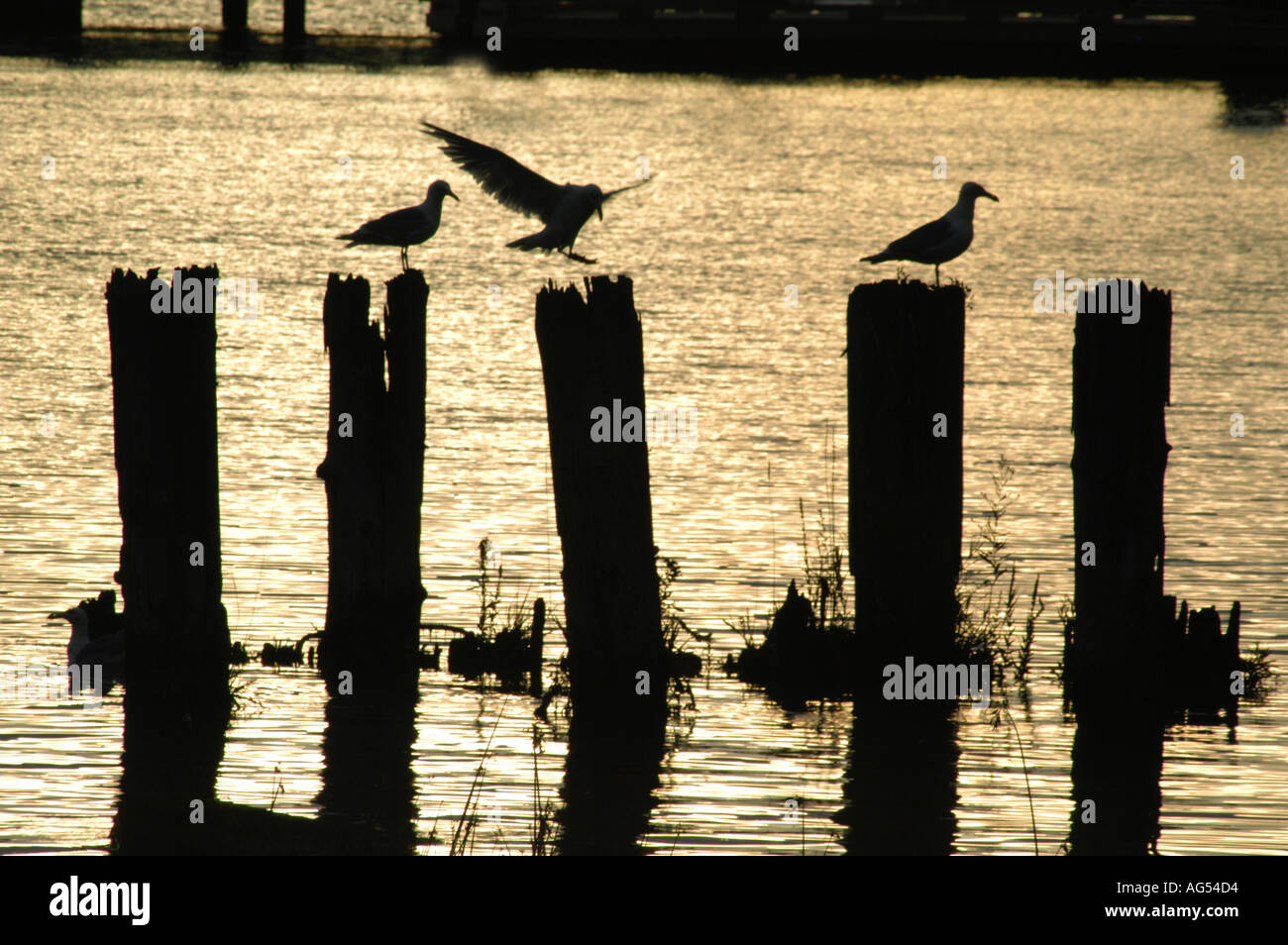 PERFEKTE LANDUNG Stockfoto