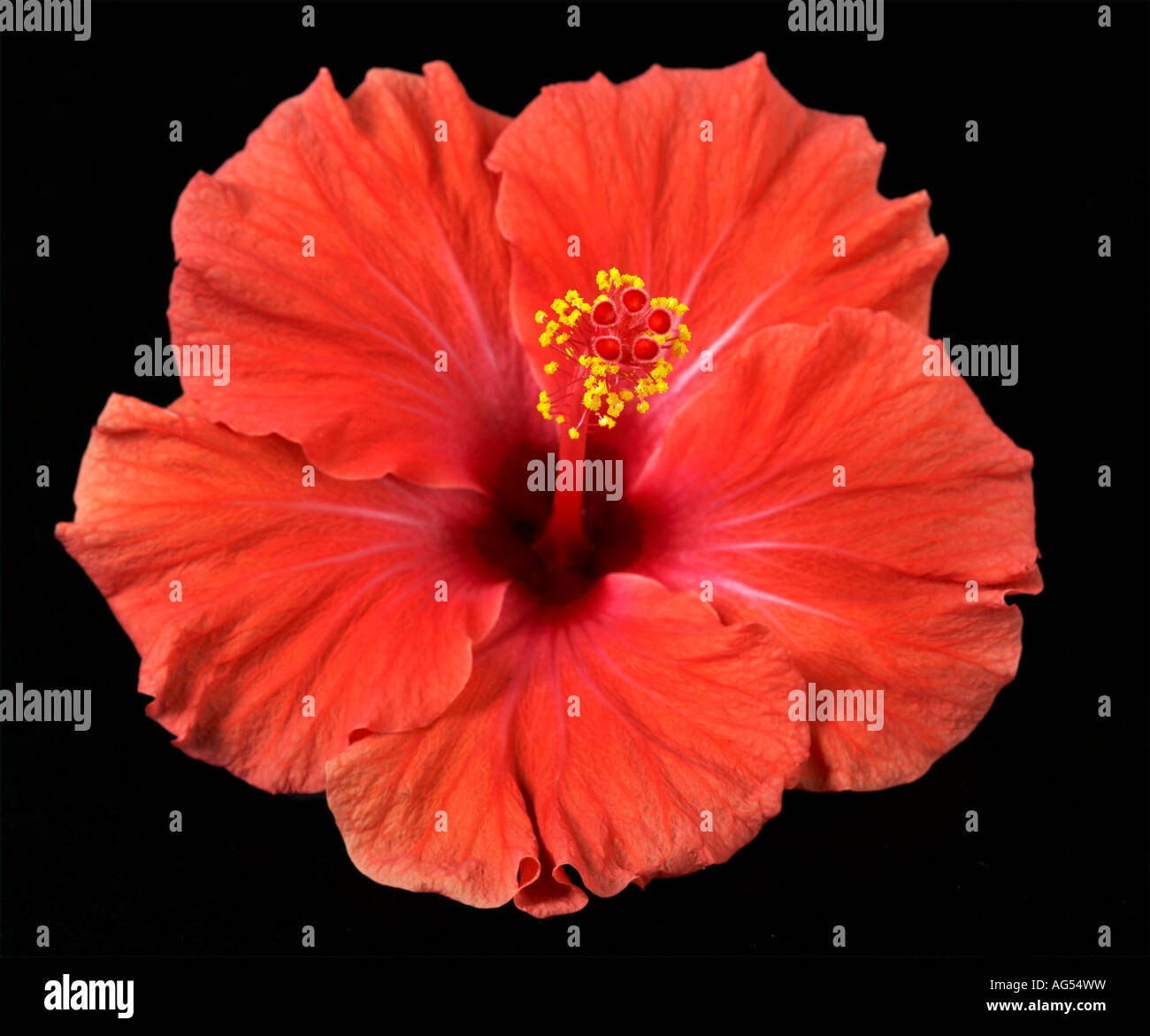 Rote Hibiscus Rosa-Sinensis Flower Stockfoto