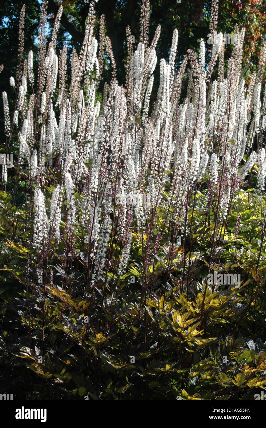 Spätsommer blühen mehrjährig mit lila Laub und weißen Spitzen der Blumen 1 bis 5m Stockfoto
