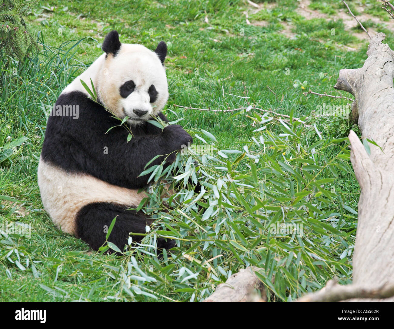 Giant Panda Essen Bambus A Panda sitzt das Gras fressen die Bltter einer  Aktie von grnem Bambus Stockfotografie - Alamy