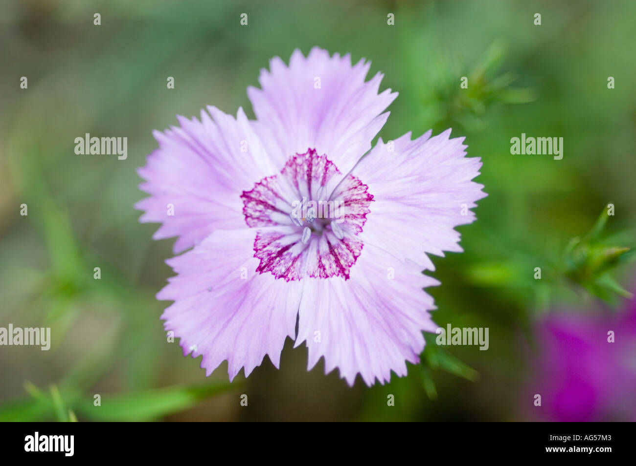 Blau-violette Blume Nahaufnahme von Amur rosa Caryophyllaceae Dianthus Amurensis Asien Fernost Stockfoto