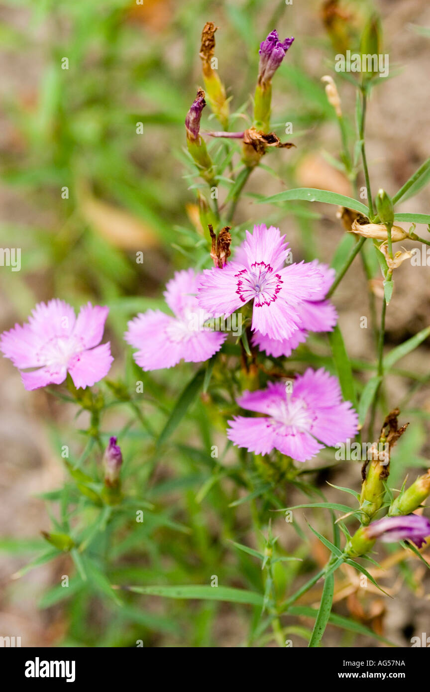 Blau-violette Blume Nahaufnahme von Amur rosa Caryophyllaceae Dianthus Amurensis Asien Fernost Stockfoto