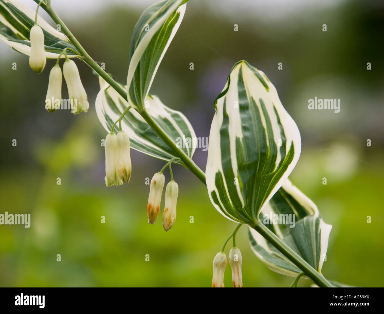 Solomons Siegel oder Polygonatum Stockfoto