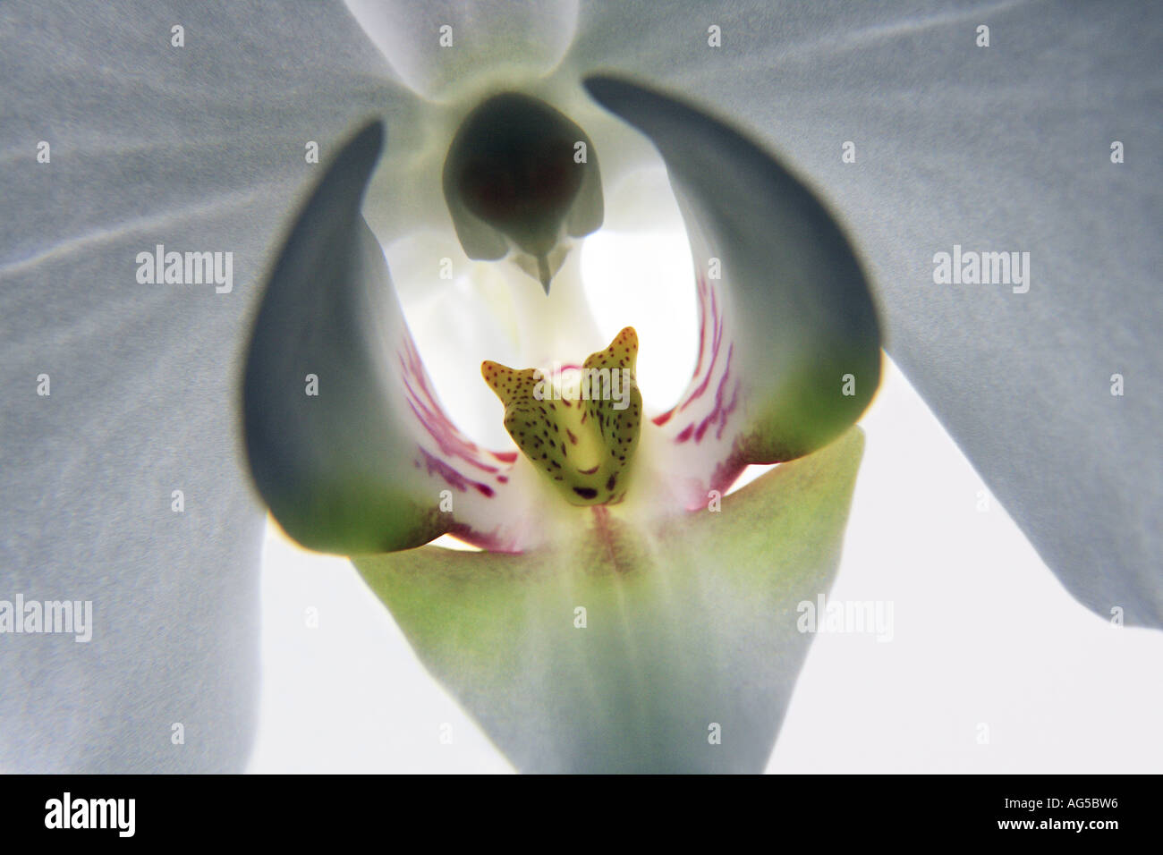 Detail der weiße Orchidee Stockfoto