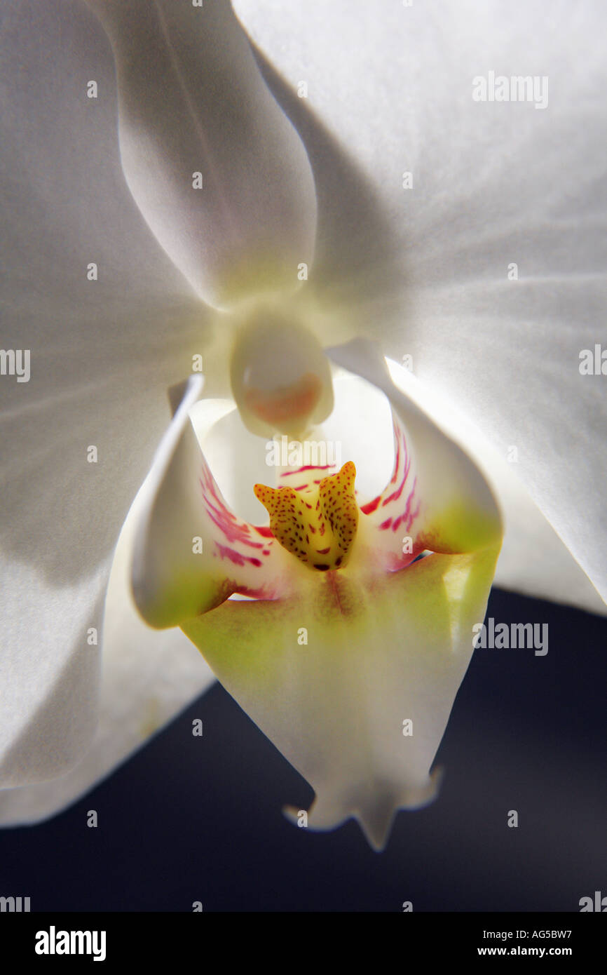 Detail der weiße Orchidee Stockfoto