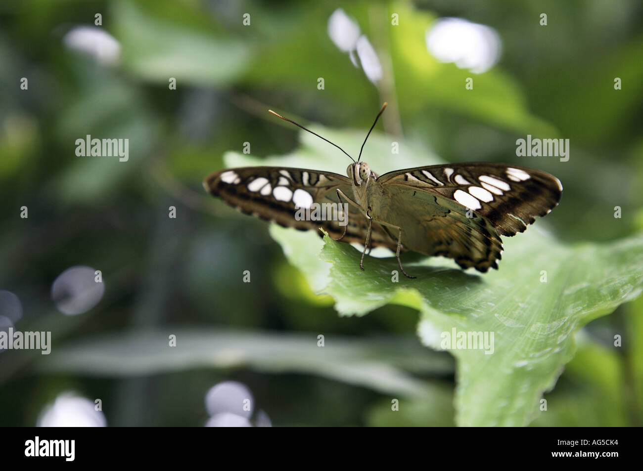 Clipper Schmetterling - Parthenos sylvia Stockfoto