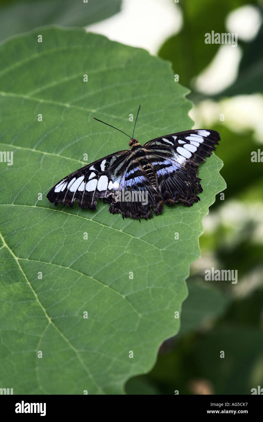 Clipper Schmetterling - Parthenos sylvia Stockfoto